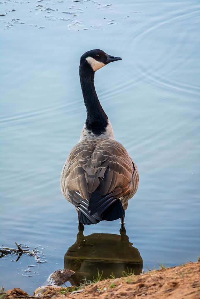 Canada Goose In Colorado Springs