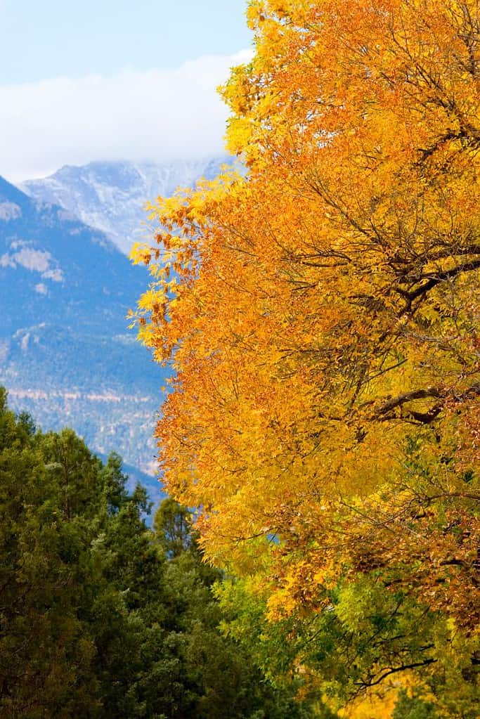 Fall Colors in Colorado Springs