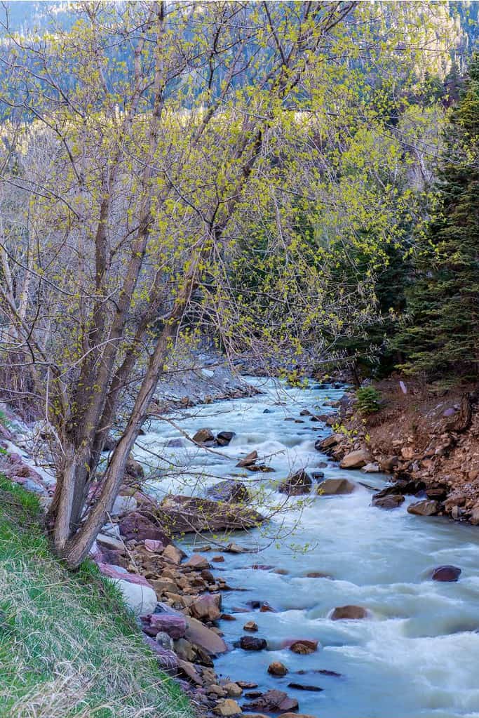 Uncompahgre River Near Montrose, Colorado